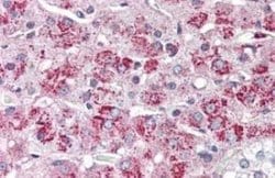 NTS2/NTSR2 Antibody, Novus Biologicals 50 &mu;g; Unconjugated:Antibodies,